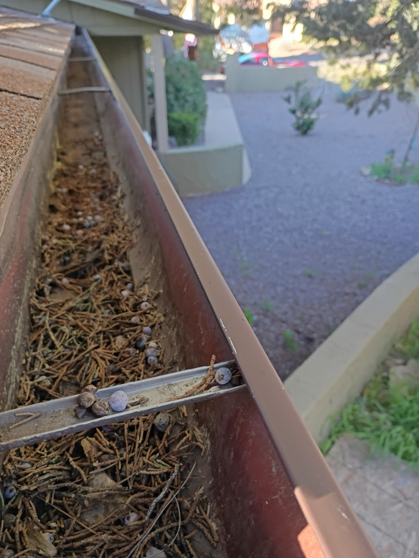 Juniper needles and berries clogging a gutter